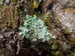 Hypotrachyna spumosa