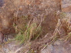 Festuca ammobia
