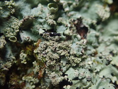 Hypotrachyna spumosa