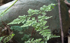 Cheilanthes tenuifolia