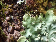 Hypotrachyna spumosa