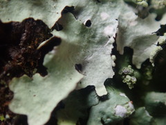 Hypotrachyna spumosa