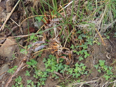 Juncus breweri