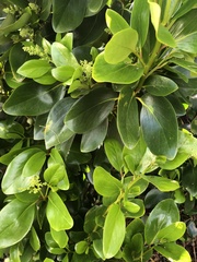 Griselinia