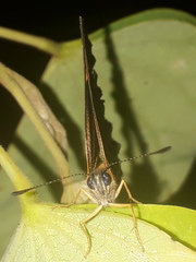Lepidoptera