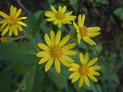 Senecio parryi