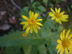 Senecio parryi