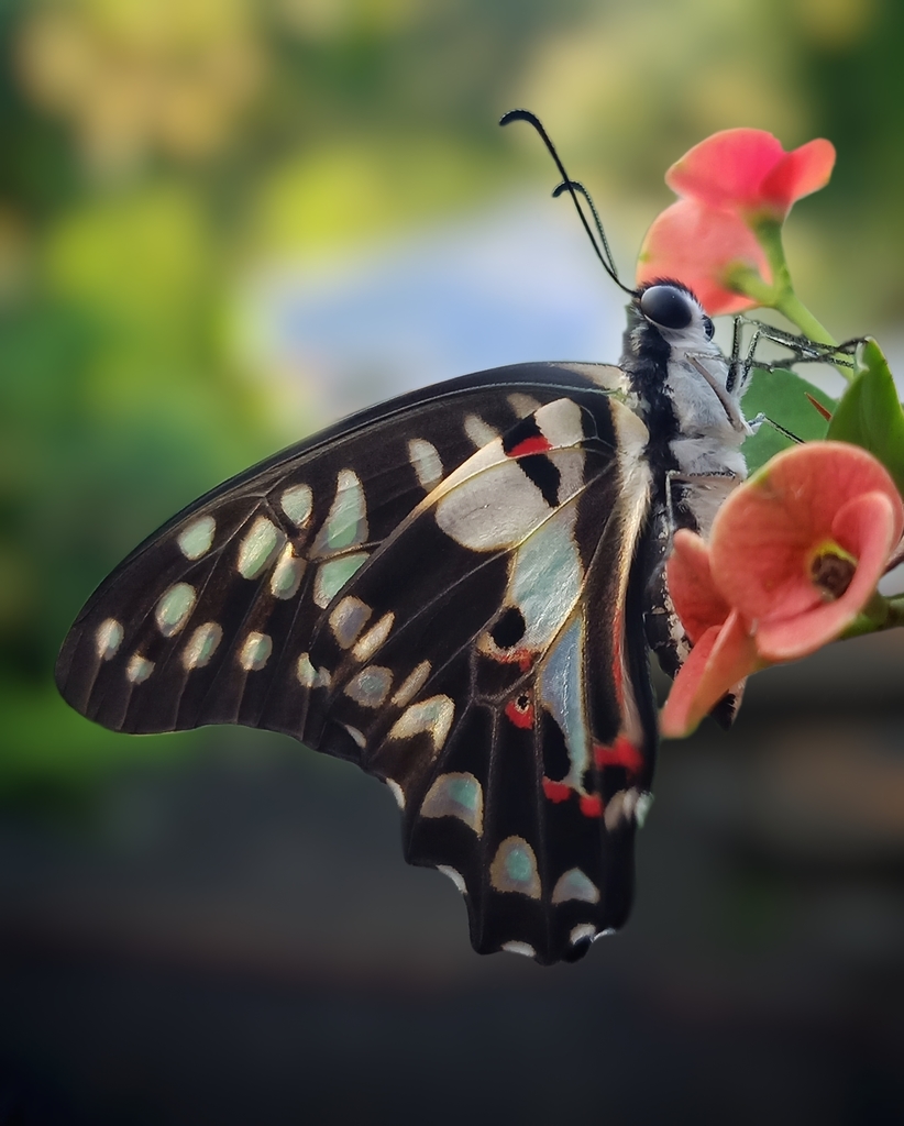 木兰青凤蝶（Graphium doson）