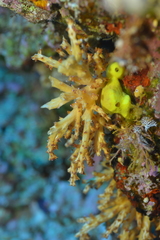 Chironephthya