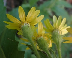 Senecio parryi