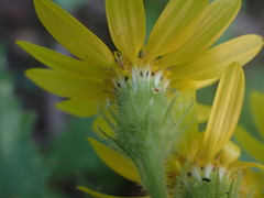 Senecio parryi