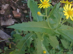 Senecio parryi