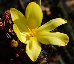 Bobartia robusta