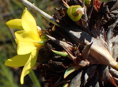 Bobartia robusta