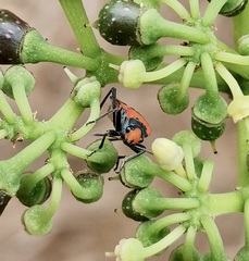 Lygaeus analis