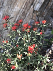 Castilleja applegatei