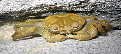 Geograpsus crinipes
