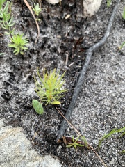 Serruria florida