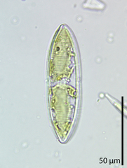Tryblionella