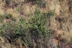 Asparagus mucronatus