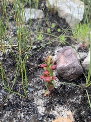 Disa pygmaea
