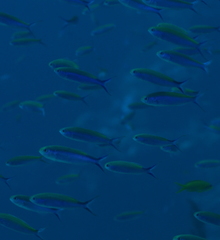 Luzonichthys waitei