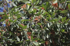 Melaleuca nervosa