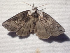 Euthyatira semicircularis