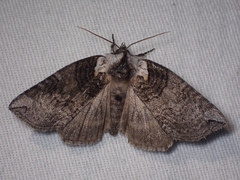 Euthyatira semicircularis