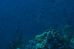 Luzonichthys waitei