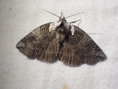 Euthyatira semicircularis