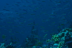 Luzonichthys waitei