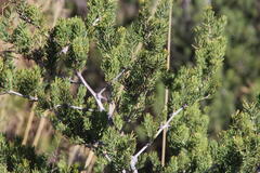 Asparagus mucronatus