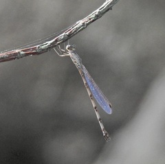 Indolestes tenuissimus