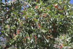 Melaleuca nervosa