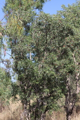 Melaleuca nervosa