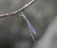 Indolestes tenuissimus