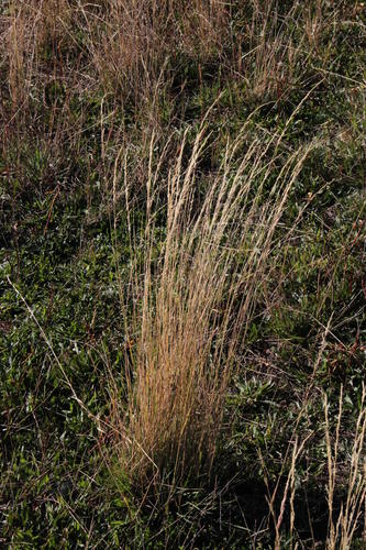 African Bent (Lachnagrostis lachnantha)