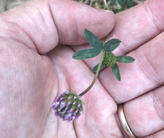 Trifolium ciliolatum
