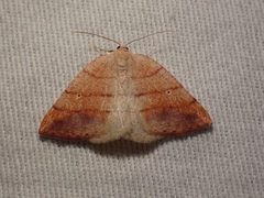 Drepanulatrix carnearia