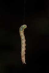 Lepidoptera