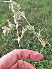 Eragrostis reptans