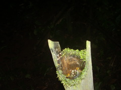 Hyperolius thomensis