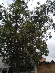 Quercus polymorpha