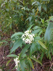 Vallesia laciniata