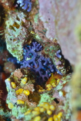 Distichopora violacea