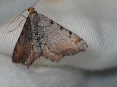 Macaria adonis
