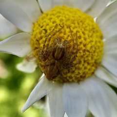 Oxyopes punctatus