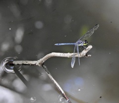 Agrionoptera longitudinalis biserialis