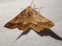 Euchlaena tigrinaria